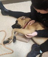 Book an Appointment with Progressive Canine Rehab - Krista Reid at 10605 WESTSIDE DRIVE - Unit 102