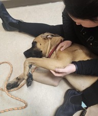 Book an Appointment with Progressive Canine Rehab - Krista Reid for CANINE Physical Rehabilitation